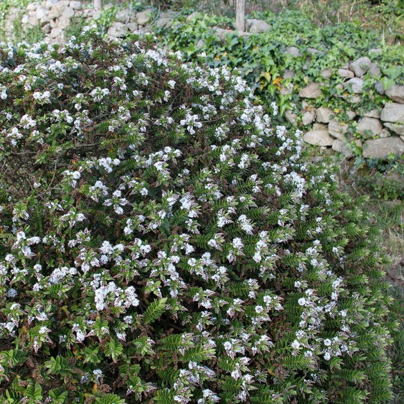 Hebe rakaiensis - Véronique arbustive (Port)