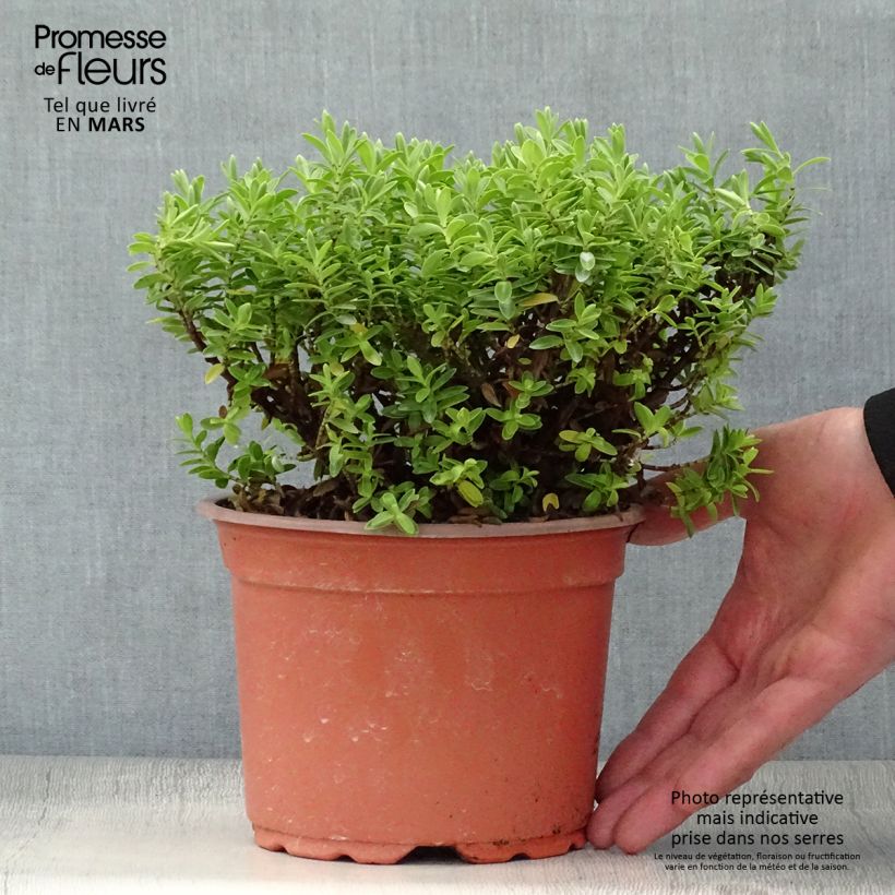 Spécimen de Hebe rakaiensis - Véronique arbustive Pot de 1,5L tel que livré au printemps