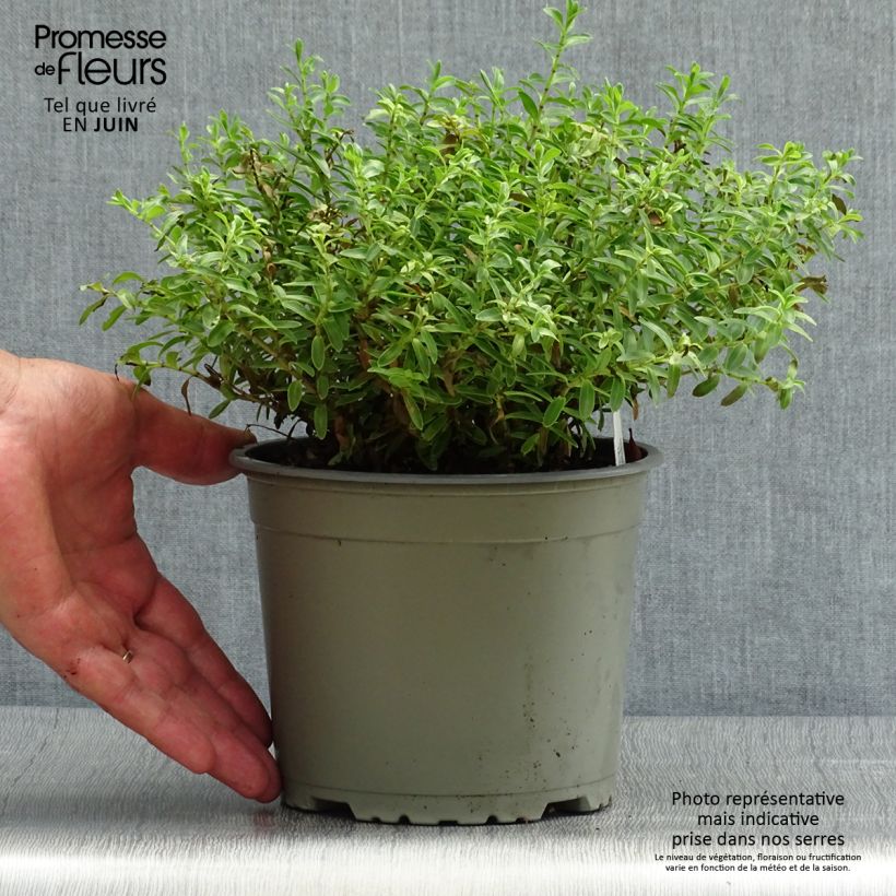 Spécimen de Hebe rakaiensis - Véronique arbustive Pot de 1,5L/2L tel que livré en été