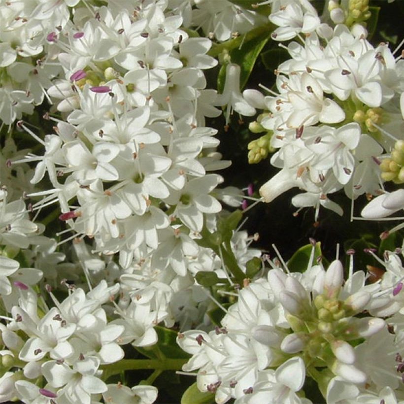 Hebe vernicosa - Véronique arbustive (Floraison)