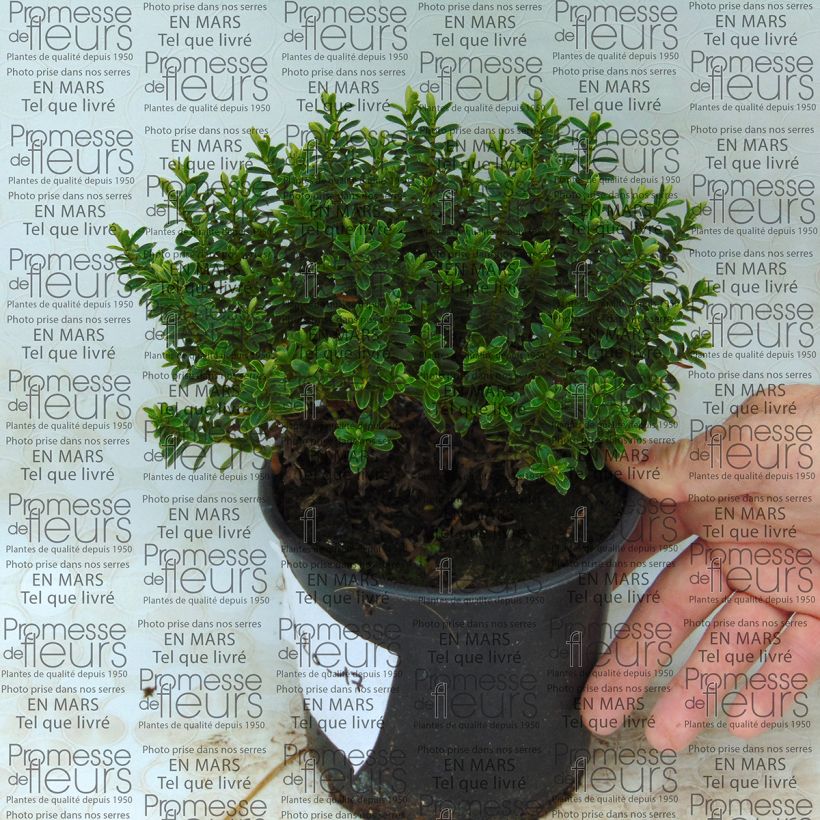 Exemple de spécimen de Hebe vernicosa - Véronique arbustive Pot de 1L/1,5L tel que livré