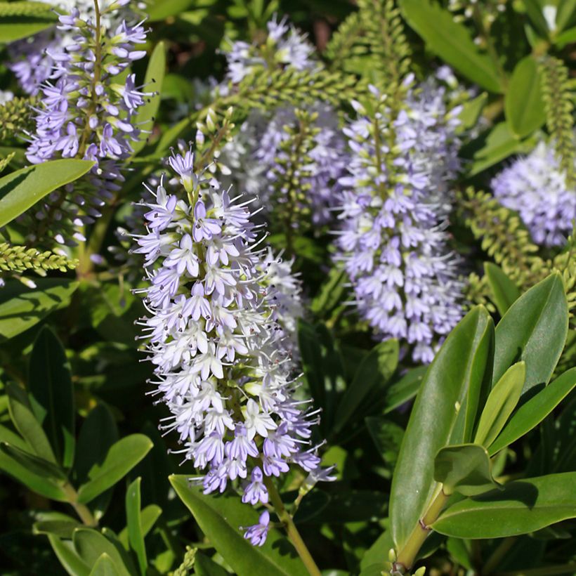 Hebe Wiri Image - Véronique arbustive (Floraison)