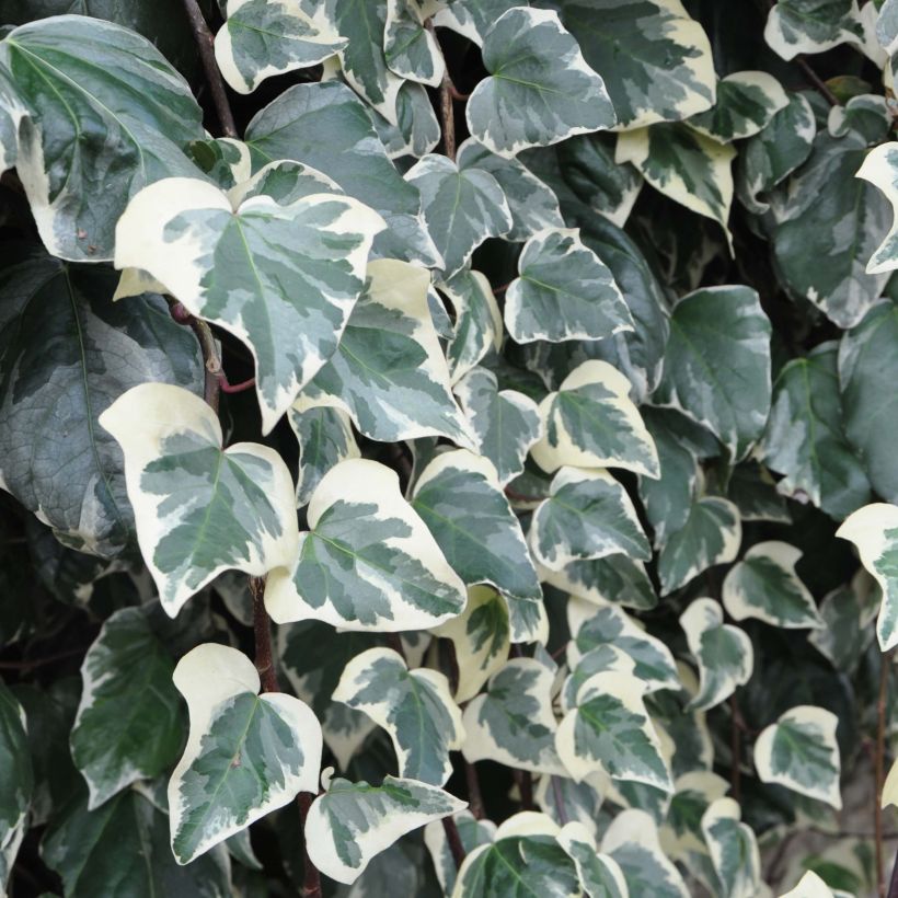 Lierre des Canaries - Hedera algeriensis Gloire de Marengo (Feuillage)