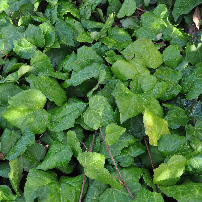 Lierre de Colchide - Hedera colchica (Feuillage)