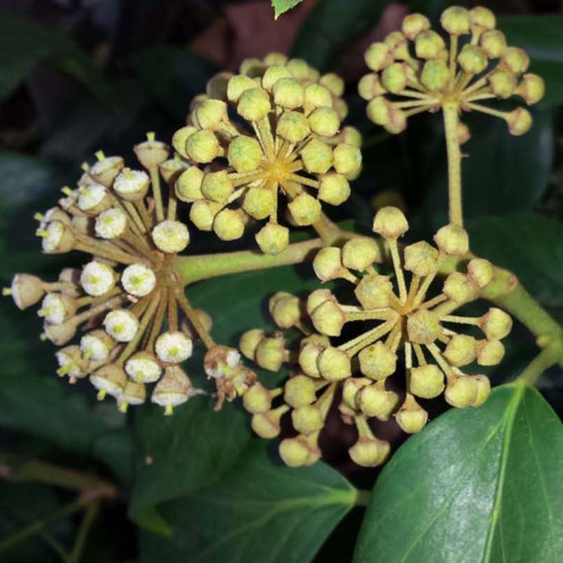 Lierre de Colchide - Hedera colchica (Floraison)