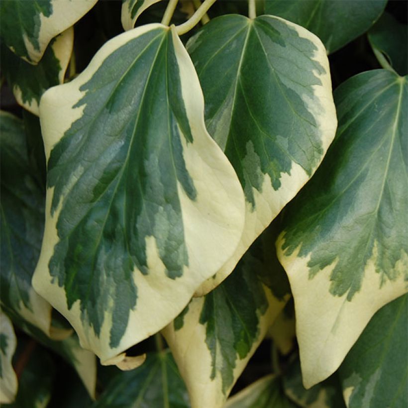 Lierre de Colchide - Hedera colchica Dentata Variegata (Feuillage)