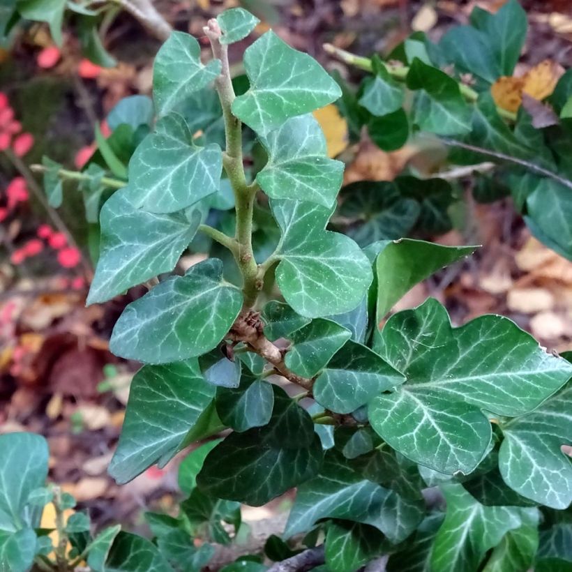 Lierre commun arbustif - Hedera helix Erecta (Feuillage)