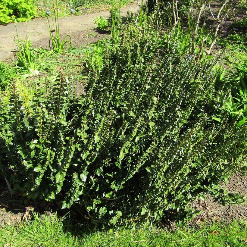 Lierre commun arbustif - Hedera helix Erecta (Port)