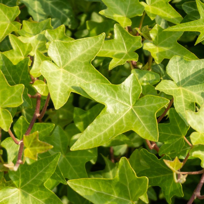 Lierre commun nain - Hedera helix Shamrock (Feuillage)