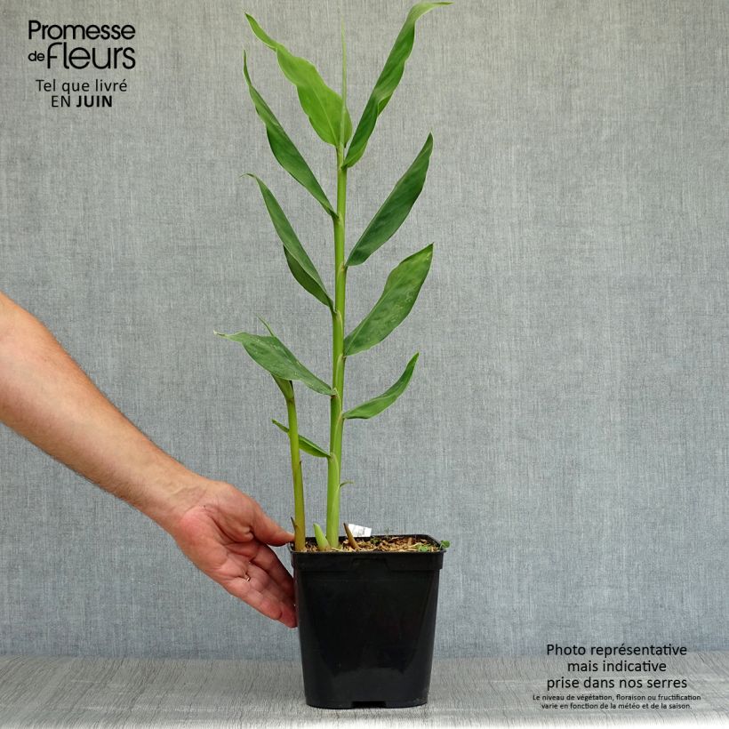 Spécimen de Hedychium Dixter (Tresco) - Longose - Gingembre d'ornement  Pot de 3L/4L tel que livré en été