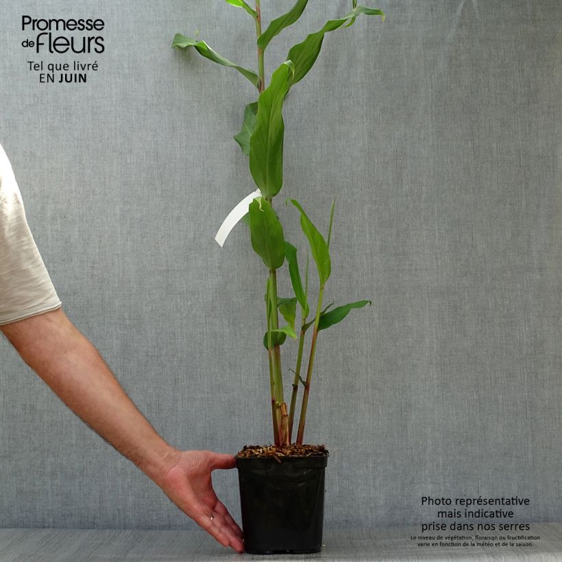 Spécimen de Hedychium Elizabeth - Gingembre d'ornement Pot de 3L/4L tel que livré en été
