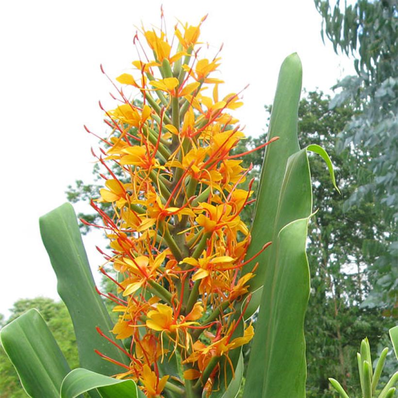 Hedychium coccineum Tara - Longose rouge (Floraison)