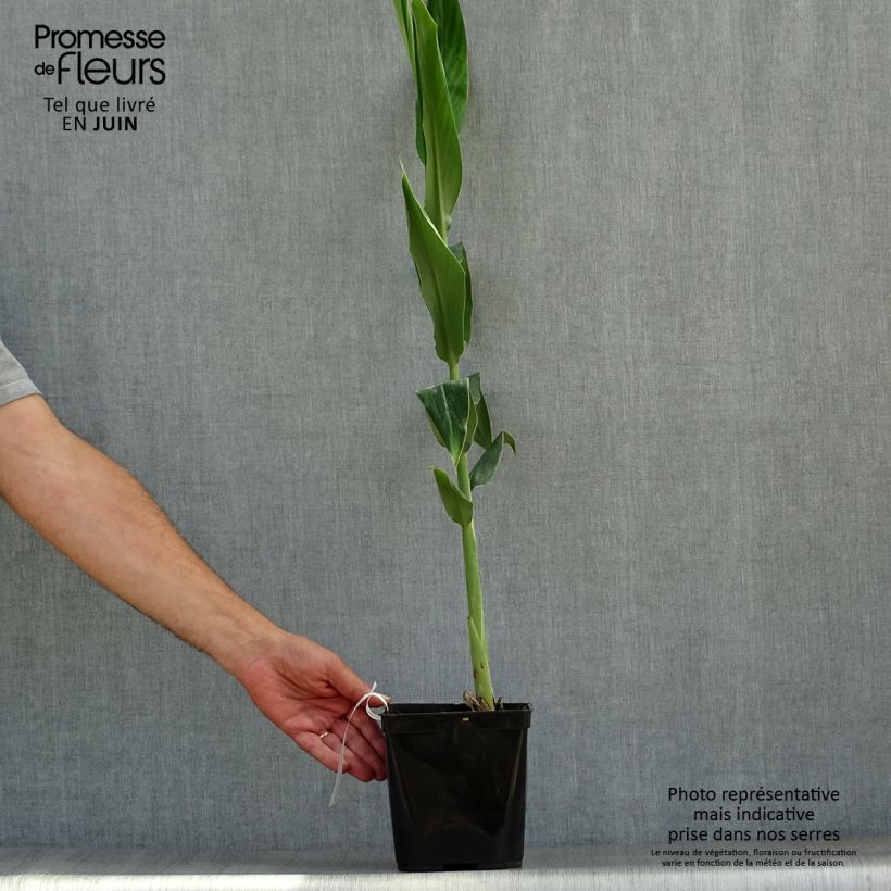 Spécimen de Hedychium coccineum Tara - Longose rouge Pot de 3L/4L tel que livré en été