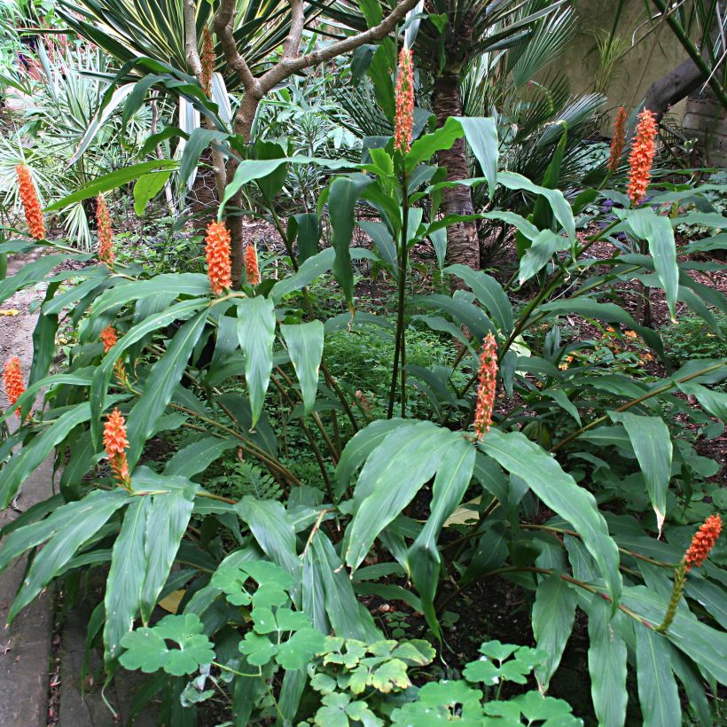 Hedychium densiflorum - Longose (Port)