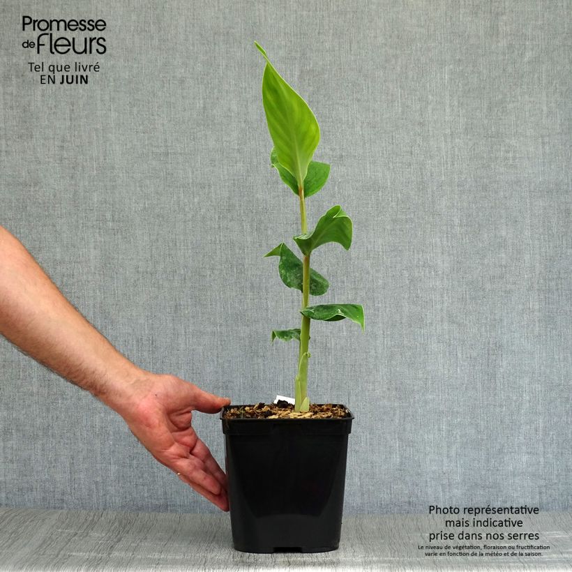 Spécimen de Hedychium gardnerianum - Longose en pot  Pot de 3L/4L tel que livré en été