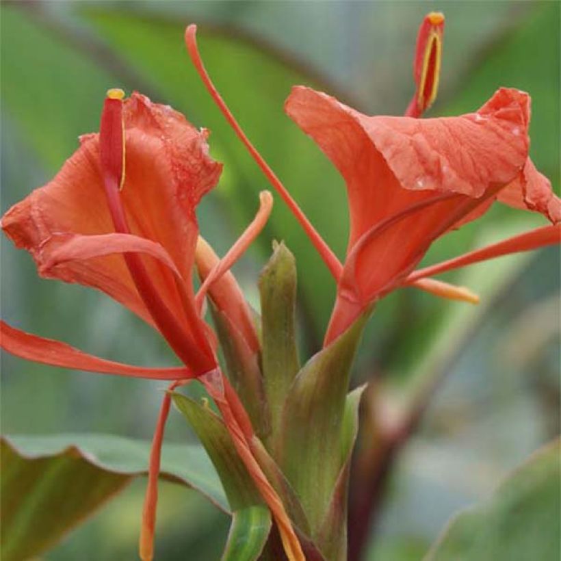 Hedychium greenii - Gingembre corail (Floraison)