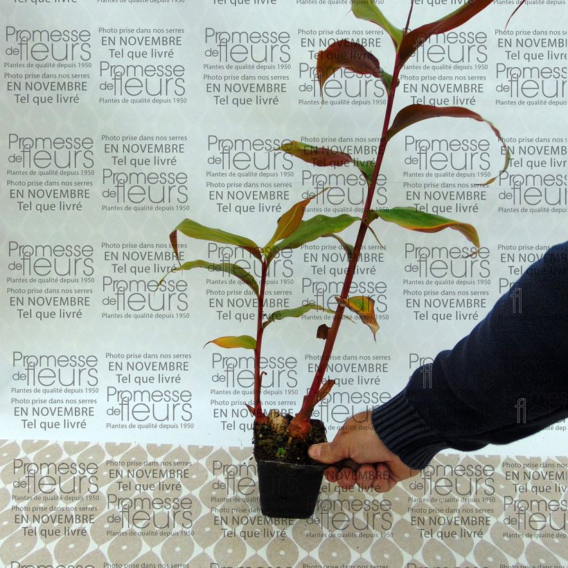 Exemple de spécimen de Hedychium greenii - Gingembre corail Bulbe tel que livré