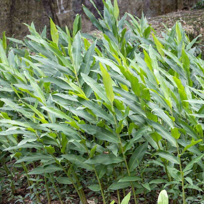 Hedychium maximum (Feuillage)