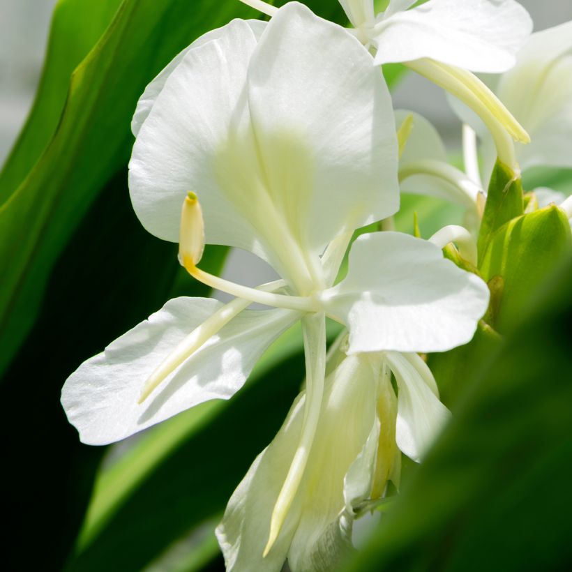 Hedychium maximum (Floraison)