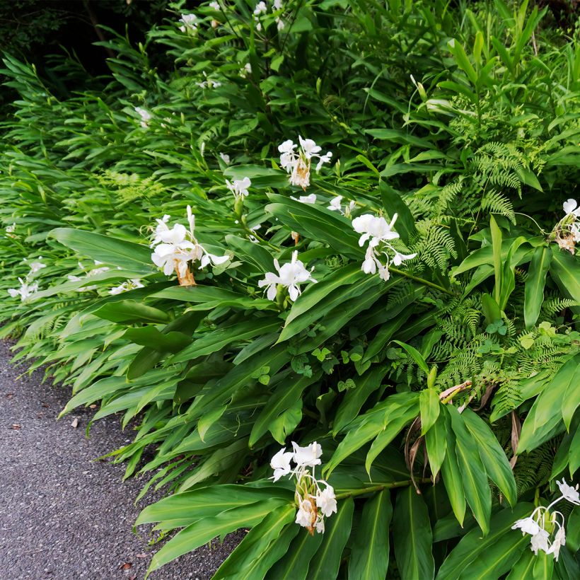 Hedychium maximum (Port)