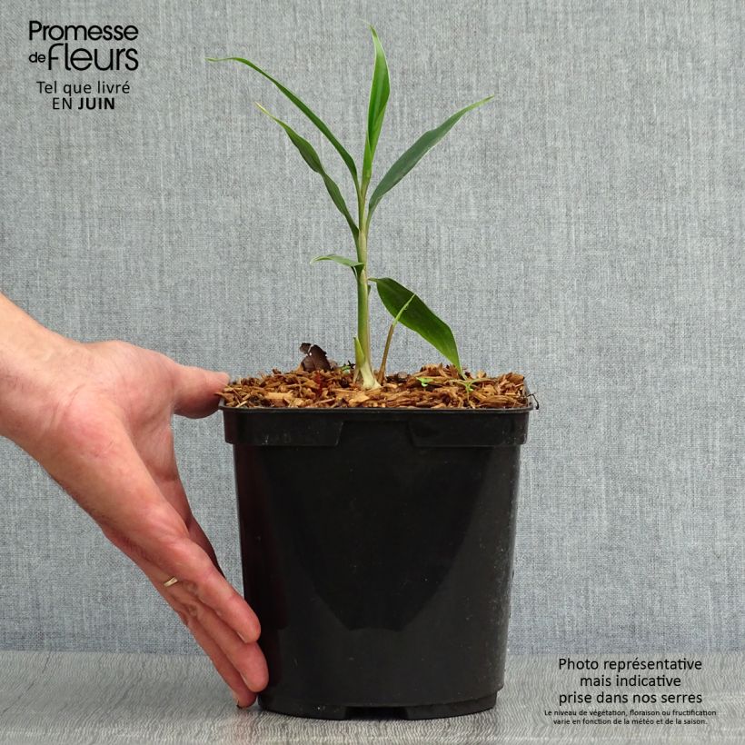 Spécimen de Hedychium villosum var. tenuiflorum - Gingembre d'ornement Pot de 3L/4L tel que livré en été