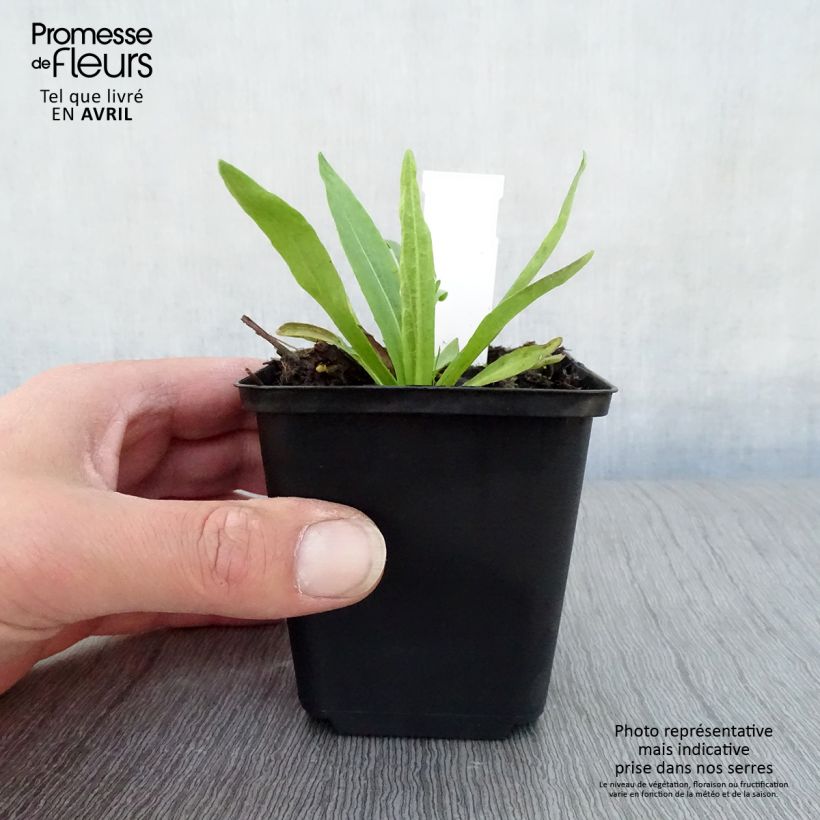 Spécimen de Hélénium Dunkle Pracht - Hélénie rouge intense Godet de 9cm tel que livré au printemps