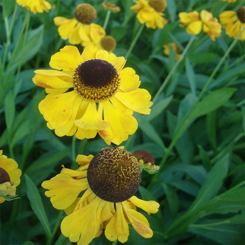 Helenium El Dorado - Hélénie (Floraison)