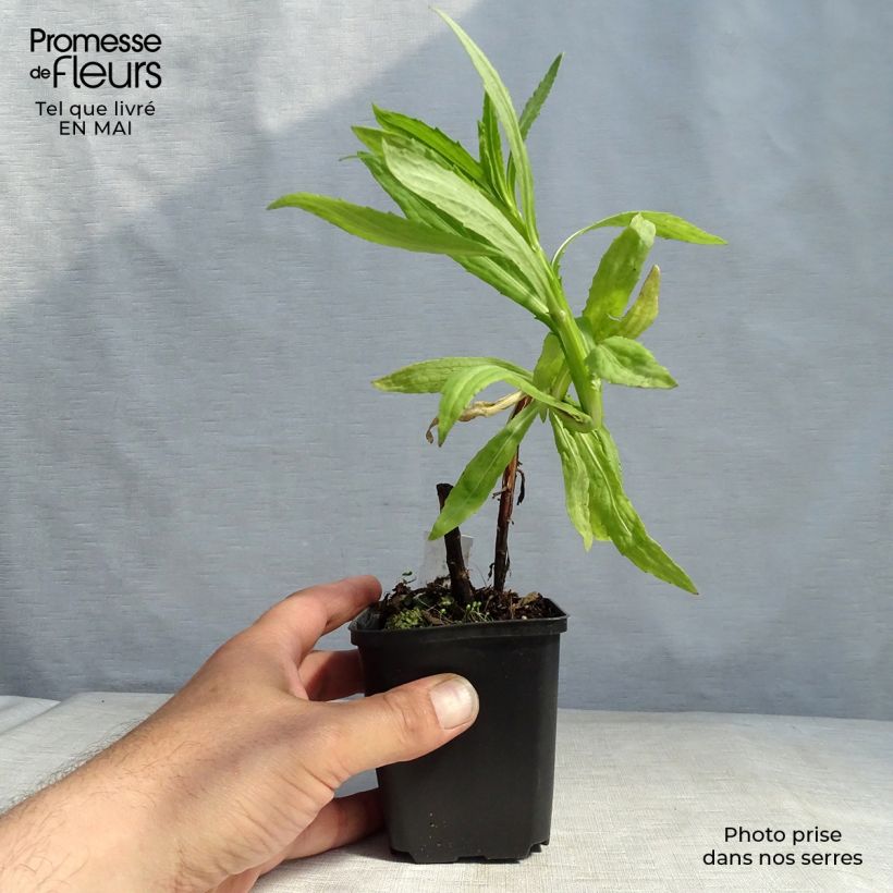 Spécimen de Helenium Flammendes Katchen - Hélénie Godet de 9cm tel que livré au printemps