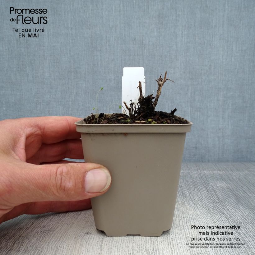 Spécimen de Helenium Flammenspiel - Hélénie orange feu Godet de 9cm tel que livré au printemps