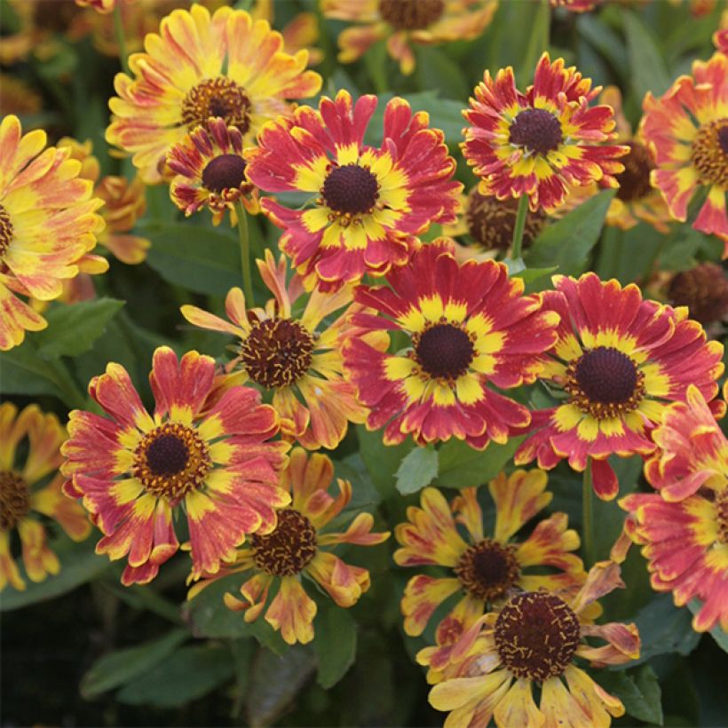 Helenium Fuego - Hélénie d'automne multicolore (Floraison)