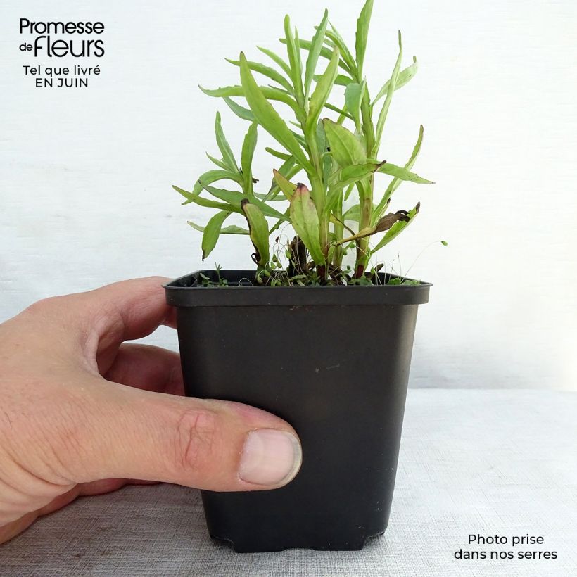 Spécimen de Helenium Fuego - Hélénie d'automne multicolore Godet de 8/9 cm tel que livré en été