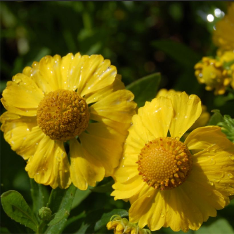 Helenium Kugelsonne - Hélénie (Floraison)