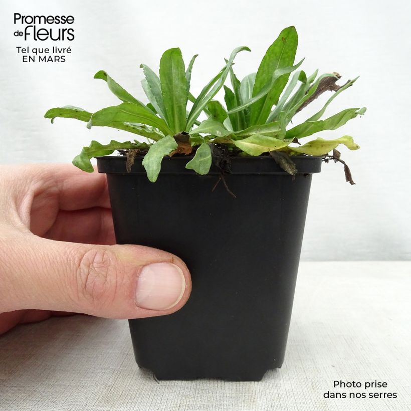Spécimen de Helenium Kugelsonne - Hélénie Godet de 9cm tel que livré au printemps