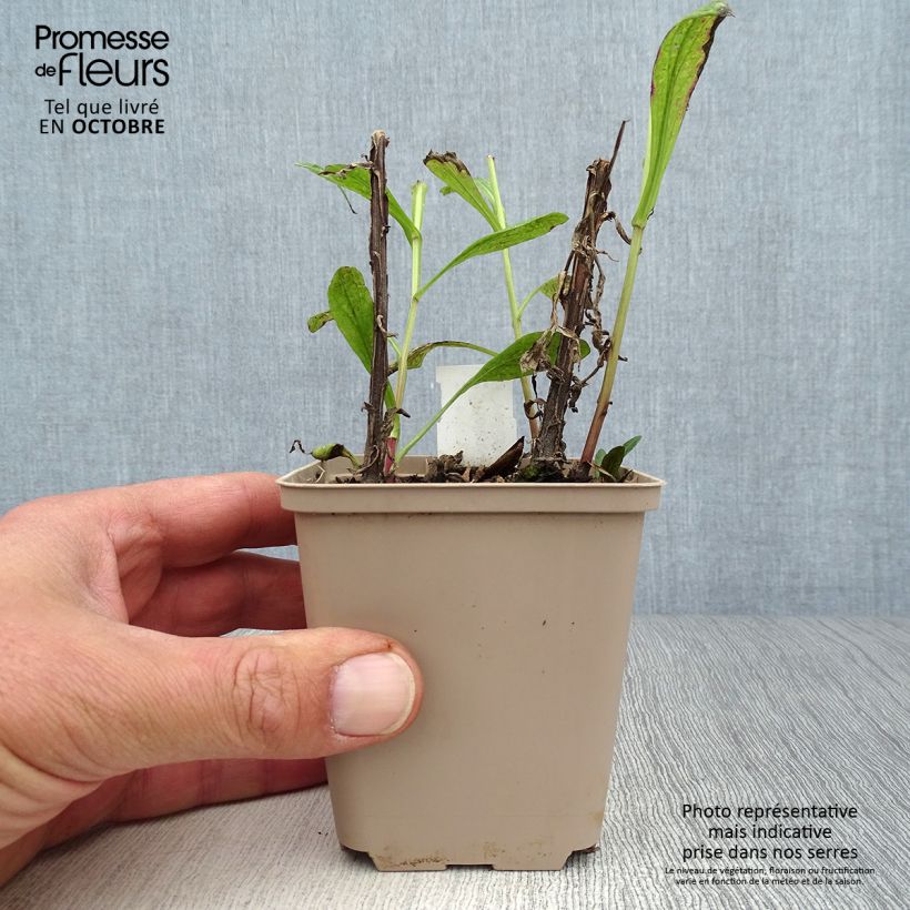 Spécimen de Helenium Kugelsonne - Hélénie Godet de 8/9 cm tel que livré en automne