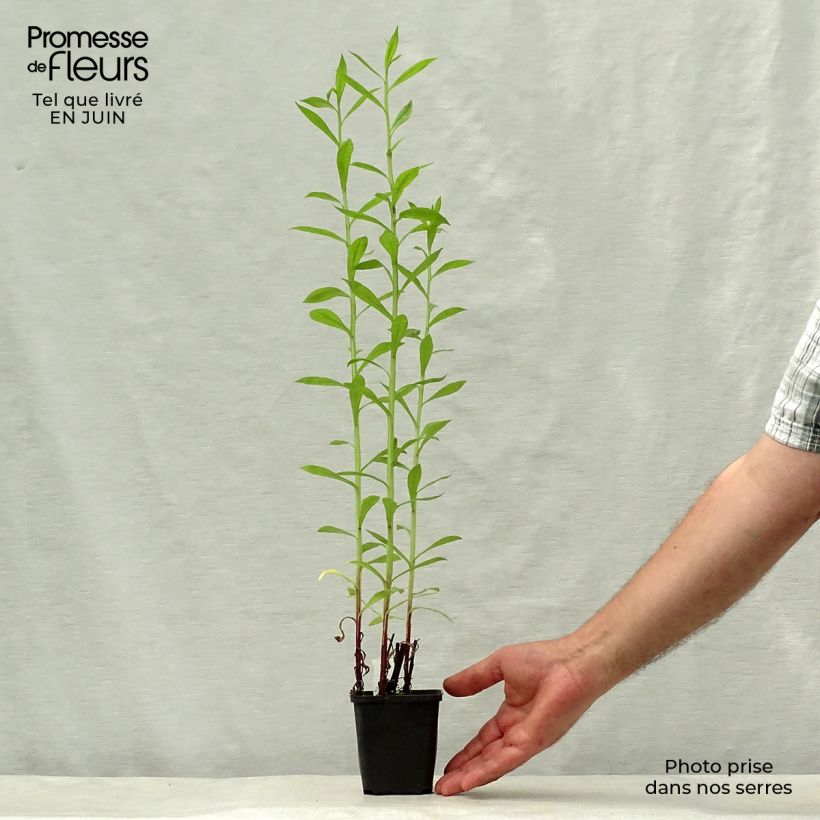 Spécimen de Helenium Kugelsonne - Hélénie Godet de 8/9 cm tel que livré en été