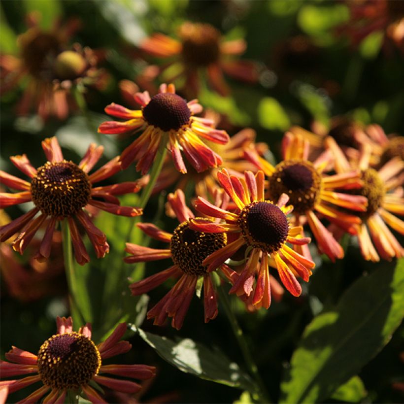 Helenium Loysder Wieck - Hélénie jaune à revers rouge-brun (Floraison)