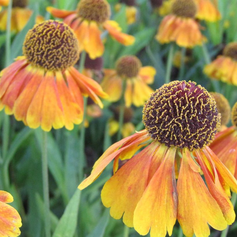 Hélénium Mardi Gras - Hélénie orange et vermillon (Floraison)