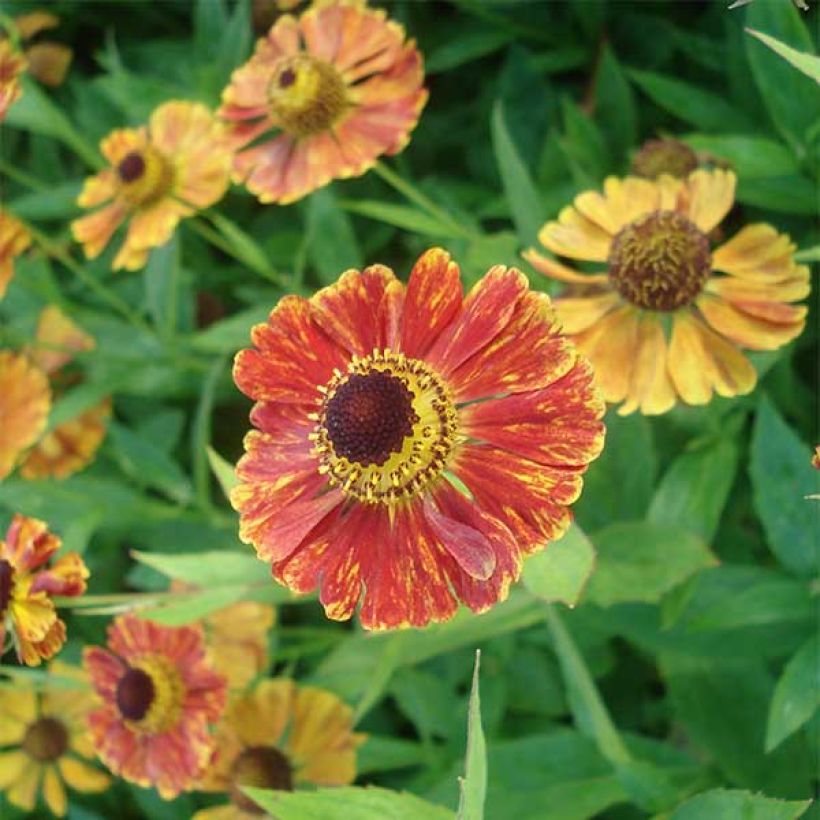 Helenium Marion Nickig - Hélénie (Floraison)