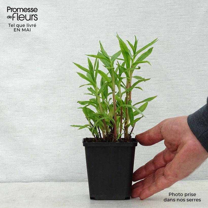 Spécimen de Helenium Poncho - Hélénie hybride Godet de 8/9cm tel que livré au printemps
