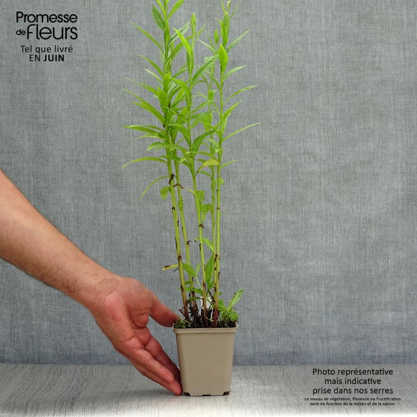 Spécimen de Helenium Poncho - Hélénie hybride Godet de 8/9 cm tel que livré en été