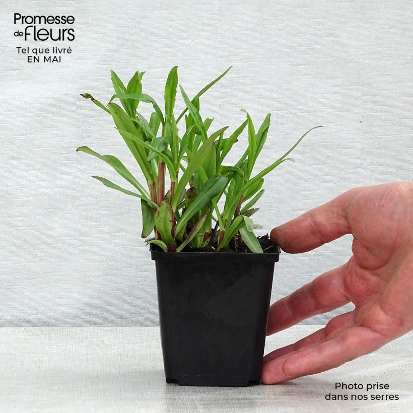 Spécimen de Helenium Ranchera - Hélénie rouge foncé. Godet de 9cm tel que livré au printemps