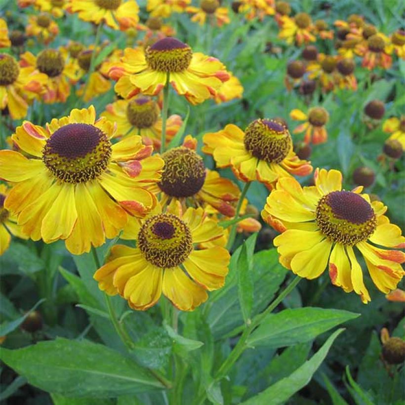 Helenium Rauchtopas - Hélénie (Floraison)