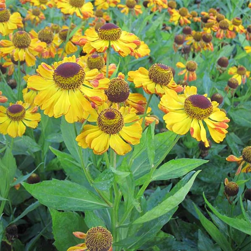 Helenium Rauchtopas - Hélénie (Port)