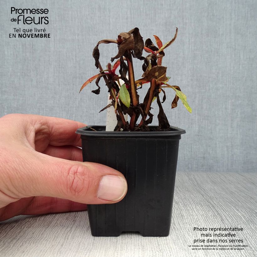 Spécimen de Helenium Rauchtopas - Hélénie Godet de 8/9 cm tel que livré en automne