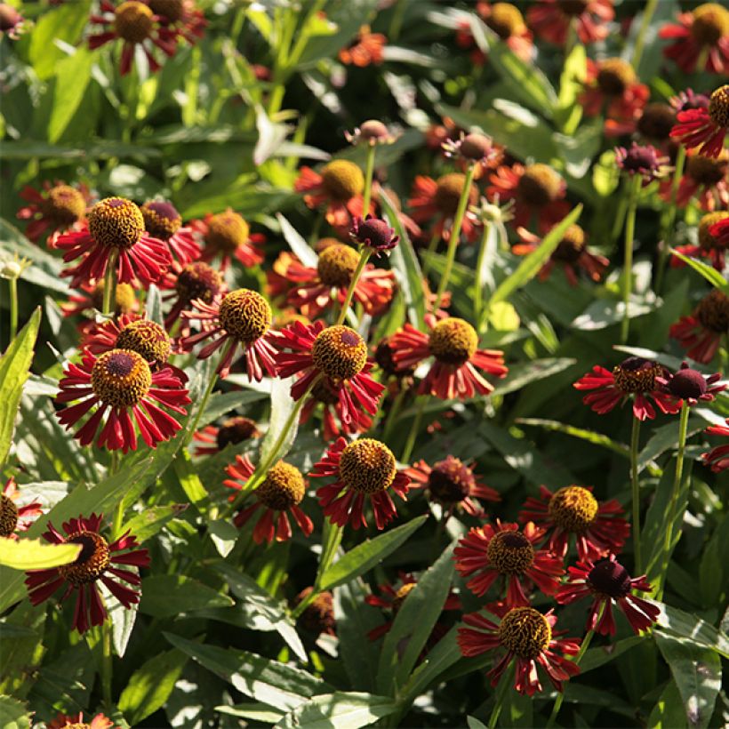 Helenium Ruby Tuesday - Hélénie rouge rubis (Floraison)