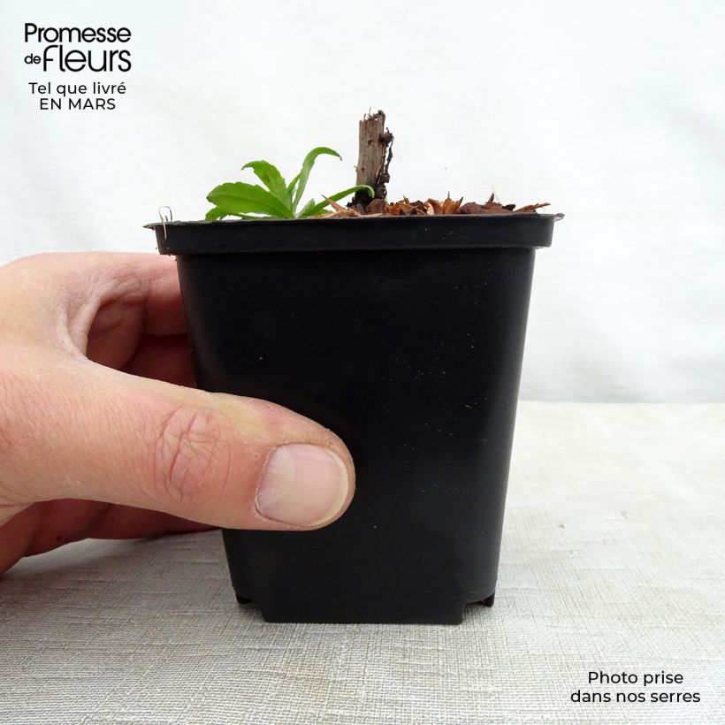 Spécimen de Helenium Ruby Tuesday - Hélénie rouge rubis Godet de 9cm tel que livré au printemps