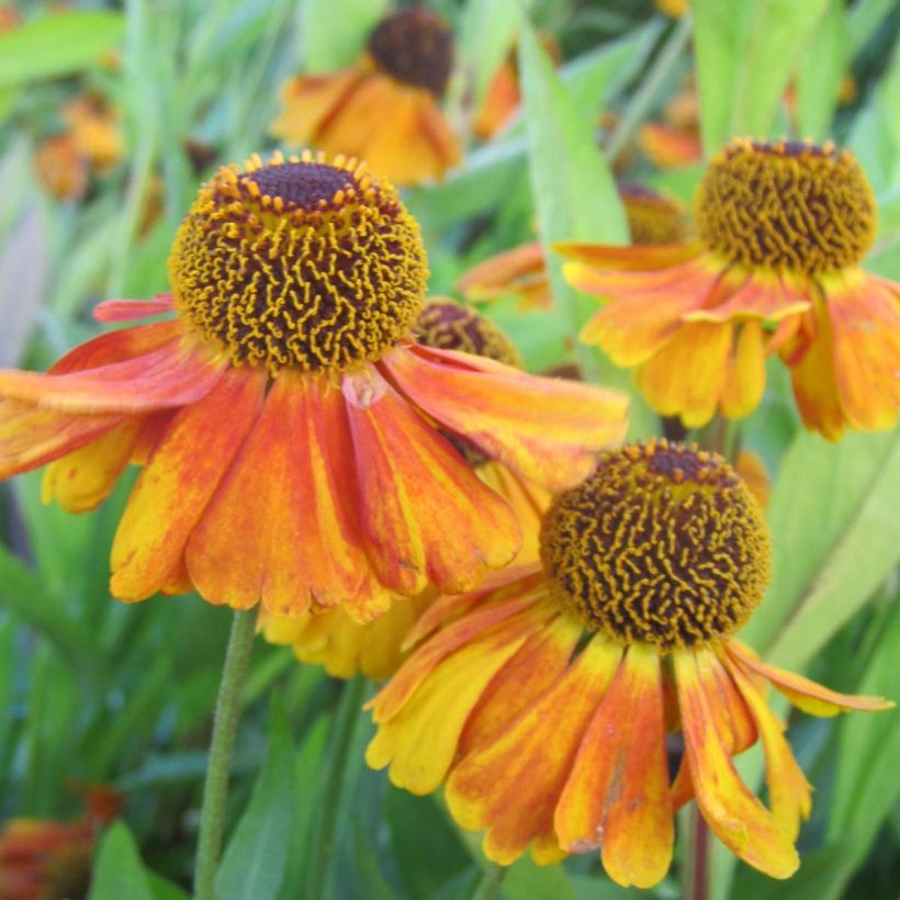 Hélénium Sahin's Early Flowerer - Hélénie multicolore (Floraison)