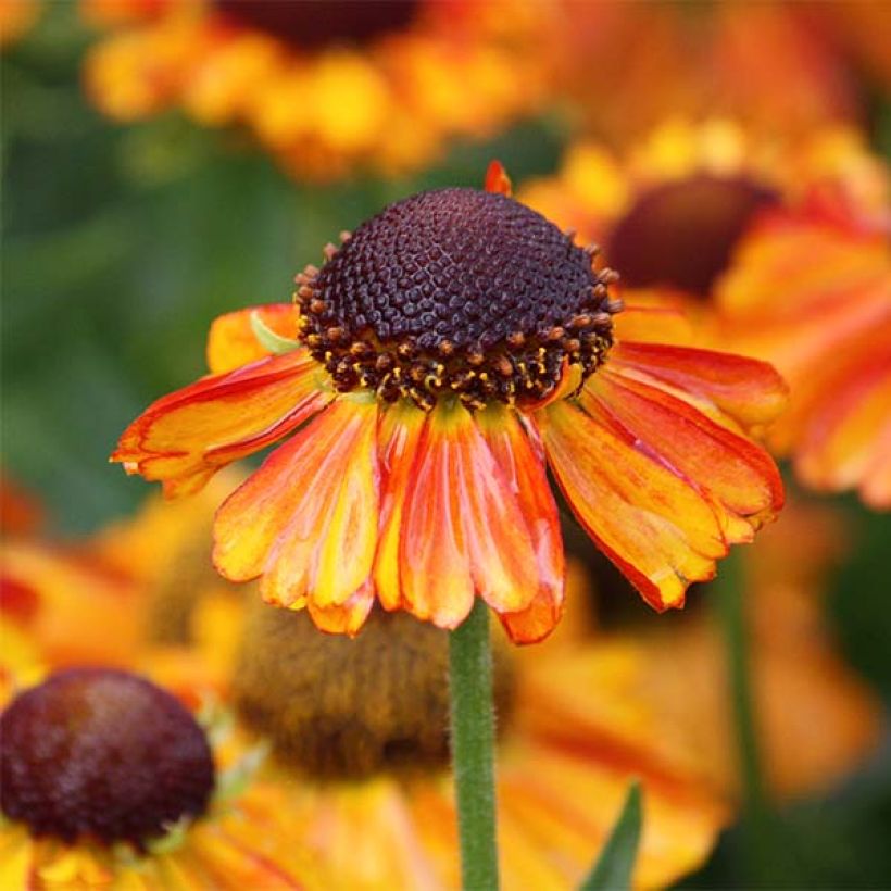 Helenium Short'n 'Sassy - Hélénie jaune orangé. (Floraison)