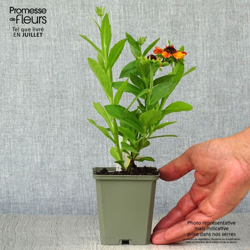 Spécimen de Helenium Short'n 'Sassy - Hélénie jaune orangé. Godet de 8/9 cm tel que livré en été