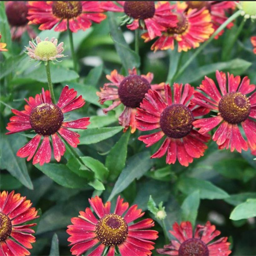 Helenium Siesta - Hélénie d'automne (Floraison)